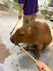 -Zoolung Zoolung动物主题公园(海信广场店)