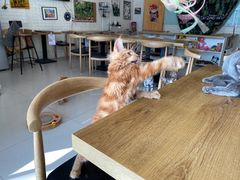 -平行世界·猫咖(首经贸店)