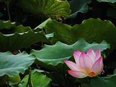 -荔湾湖公园