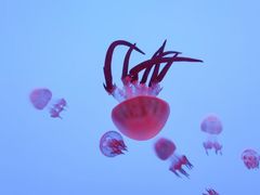 -上海海洋水族馆