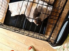 -欣宠猫屋·矮脚拿破仑·蓝金金渐层