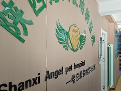 -天使宠物医院·犬猫分诊(彩虹店)