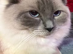 -天宠宠物医院24小时·急重症诊疗中心·全科·腔镜特色(和平分院)