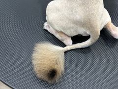 -暖阳宠物医院·犬猫康复中心·骨科