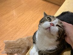 -猫冇咖·家门口的撸猫馆(大融城店)