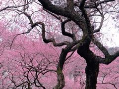 -杭州植物园