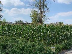 景点-田园东方蜜桃村的田野营地
