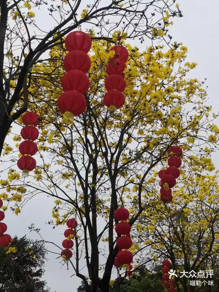 洲头咀公园黄花图片