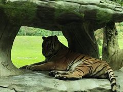 -北京野生动物园