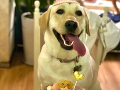 -帕帕拉兹宠物(亚洲旗舰店)