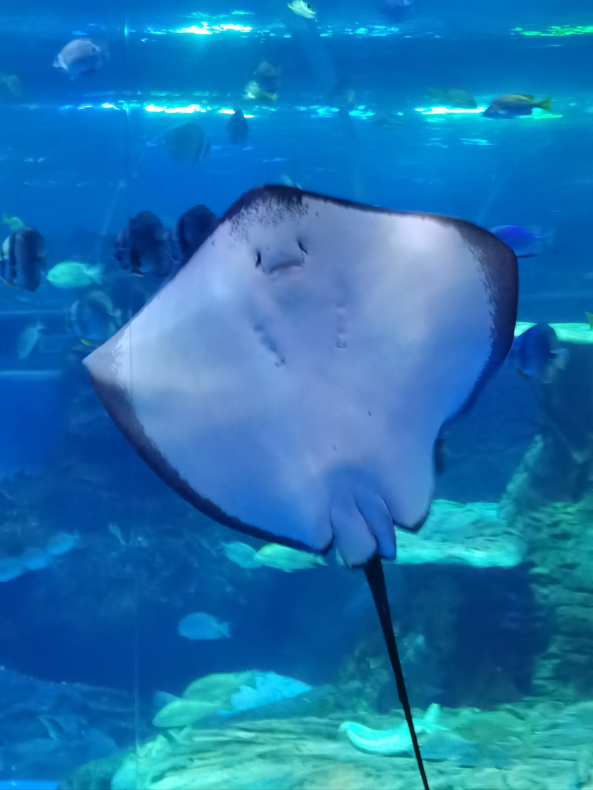 天天领红包 海洋馆之旅,偶遇黄貂鱼游弋.白身黑尾