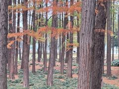 -月湖风景区