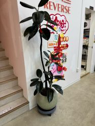 -润复丝·泽发防脱头皮管理