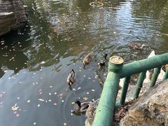 -东湖落雁景区