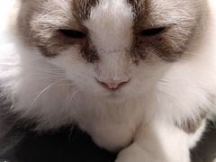 -琪喵猫屋·撸猫猫咖·猫舍