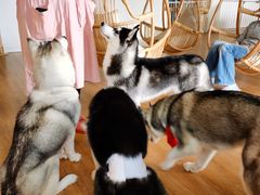 -Husky Go! 哈士奇体验馆·宠物咖啡厅狗咖