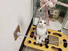 -团子家猫咪猫咖馆·柯基·柯尔鸭