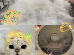 -momokira米努特·德文卷毛猫·棉花面纱犬
