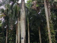 -深圳仙湖植物园