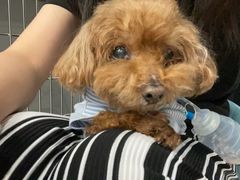 -北京派仕佳德动物医院·超导核磁·CT·神经科·骨科·内外科·急重症管理中心