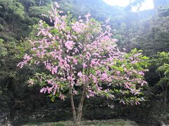 -龙湾潭国家森林公园