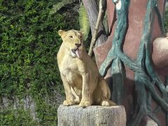 -清迈夜间动物园