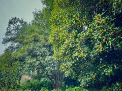 -上海共青森林公园