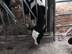 -瑞穗牧场