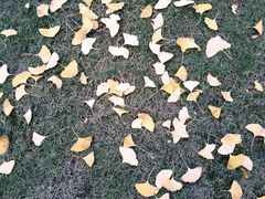 -重庆市江北嘴中央商务区中央公园