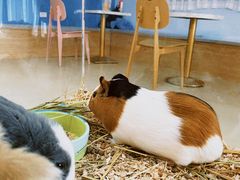 -喵宠乐园·撸猫互动·猫舍