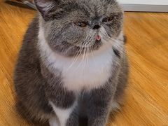 -啵啵喵·猫咖(攀华国际店)