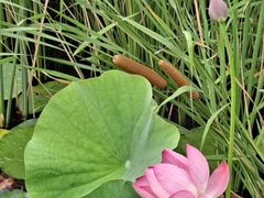 -羊亭河湿地公园