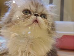 -momokira米努特·德文卷毛猫·棉花面纱犬