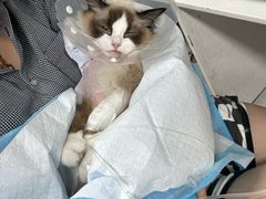 -达爱动物医院·犬猫分区·CT·复杂眼科(远洋山水分院)