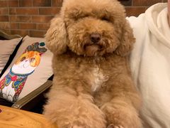 -more than meow吴止猫主题餐厅(承德 中船汇店)