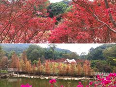 -广州市帽峰山景区