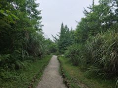 -桤木河湿地公园