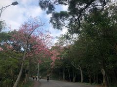 -梧桐山风景名胜区