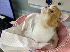 -纳吉亚猫专科动物医院·北北分院