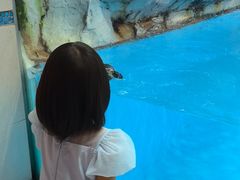 -帝企鹅自助餐厅•儿童岛•真企鹅(长隆企鹅酒店)