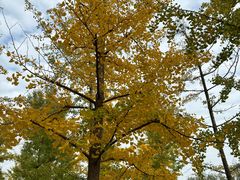 -汉长安城未央宫国家考古遗址公园