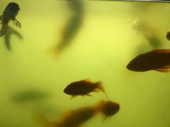 -阿鹏故事云南野生菌火锅(人民路店)