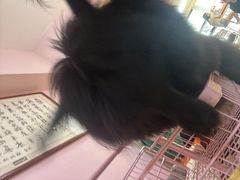 -我爱猫咪·猫咖·狗咖·安哥拉兔·羊驼咖(小寨华旗店)