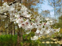 -上海共青森林公园