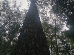 -缙云山景区