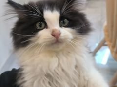 -楼上猫咖(罗湖店)