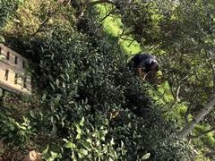 -树山生态村
