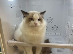 -宠物梦想家(日月豪庭店)