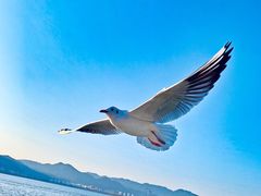 -海埂大坝