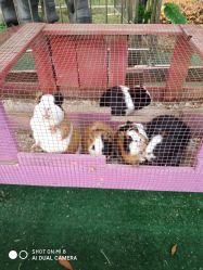 -萌宠亲子动物乐园(槐房万达店)